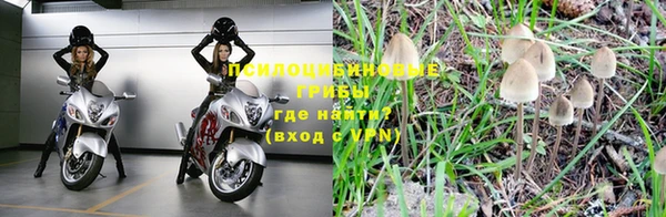 стаф Алзамай
